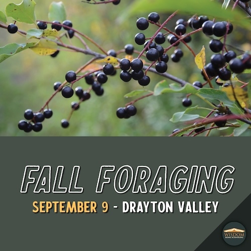 Survival: Fall Foraging - Drayton Valley